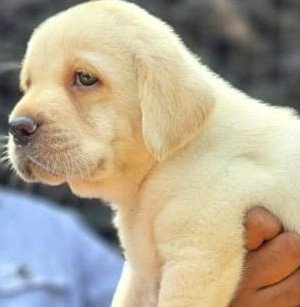 Buy Male Labrador Retriever Puppy from Goa
